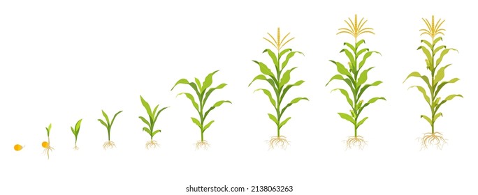 Corn growth cycle in the field. Seed germination, root formation, shoots with leaves and harvest stage. Vector illustration of the staged cultivation of vegetable crops.