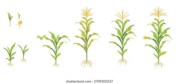 Ciclo de crecimiento de maíz en el campo de germinación de semillas raíz 