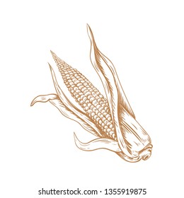Corn hand drawing art. Corn Sketch vector