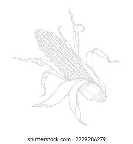 Corn hand drawing vector illustration on white background 