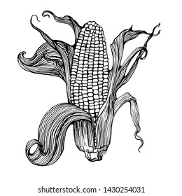 corn ,hand drawing , vector isolated on white background