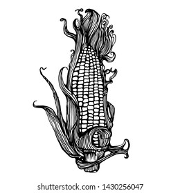 corn ,hand drawing , vector isolated on white background