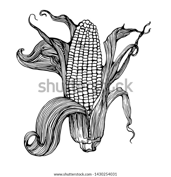 Corn Hand Drawing Vector Isolated On Stock Vector (Royalty Free ...