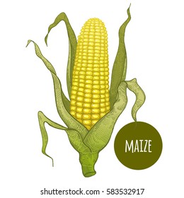 Corn. Hand drawing vegetables. Vector illustration art. Green and white. Vintage engraving. Kitchen design.