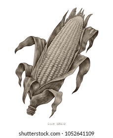 Corn hand drawing vintage engraving illustration