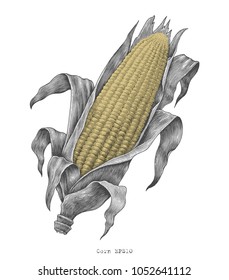 Corn hand drawing vintage engraving illustration