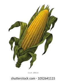 Corn hand drawing vintage engraving illustration