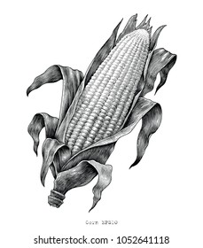 Corn hand drawing vintage engraving illustration