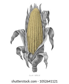 Corn hand drawing vintage engraving illustration