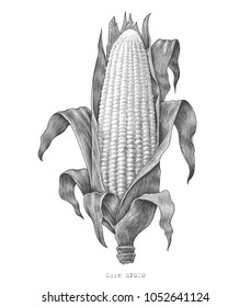 10,163 Vintage corn drawing Images, Stock Photos & Vectors | Shutterstock