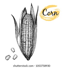 Corn - hand drawn illustration