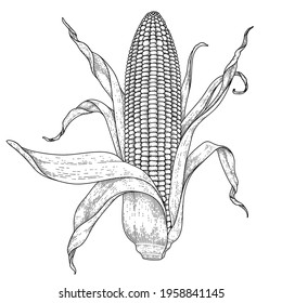 Corn hand drawn illustration retro style