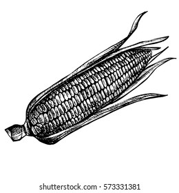 Corn hand drawn ink illustration. Sketch Fresh organic vegetable, herb engraved. Detailed food drawing.