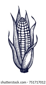 Corn hand drawn Isolated vector illustration. Organic product for menu or packaging. Engraving.