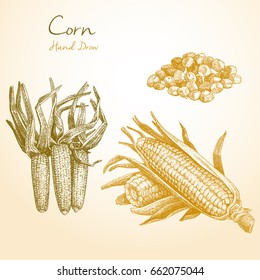 Corn. Hand drawn sketch style set of corn vegetable.