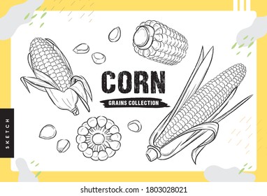 Corn, Hand drawn sketches, Grains Collection