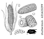 Corn hand drawn vector illustration set. Isolated Vegetable engraved style object. Detailed vegetarian food drawing. Farm market product. Great for menu, label, icon