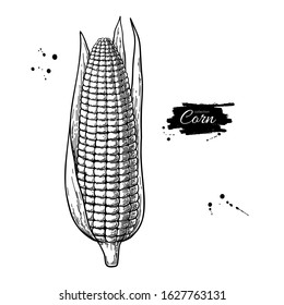 Corn hand drawn vector illustration. Isolated maize sketch. Vegetable engraved style object. Detailed vegetarian food drawing. Farm market product. Great for menu, label, icon