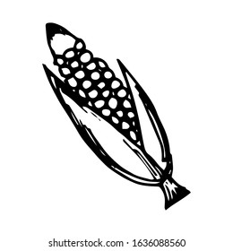Corn hand drawn vector illustration 