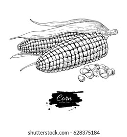 Corn hand drawn vector illustration. Isolated Vegetable engraved style object. Detailed vegetarian food drawing. Farm market product. Great for menu, label, icon