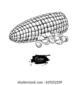 Corn hand drawn vector illustration. Isolated Vegetable engraved style object. Detailed vegetarian food drawing. Farm market product. Great for menu, label, icon