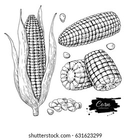 Corn hand drawn vector illustration set. Isolated Vegetable engraved style object. Detailed vegetarian food drawing. Farm market product. Great for menu, label, icon