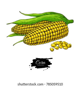 Corn hand drawn vector illustration. Isolated Vegetable object. Detailed vegetarian food drawing. Farm market product. Great for menu, label, icon