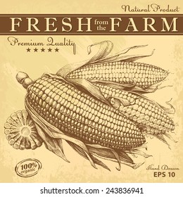 Corn. Hand Drawn Vintage Illustrations