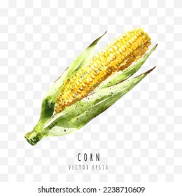 Corn hand drawn watercolor painting isolated on white background,  Vector illustration