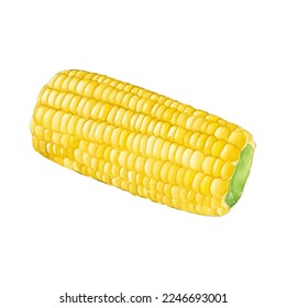 corn hand drawn with watercolor painting style illustration