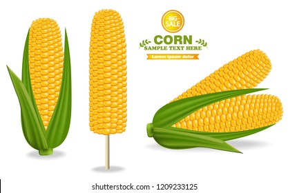 Corn harvest Vector. Detailed illustration label design decors 3d banner