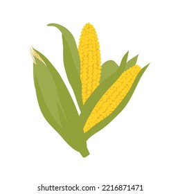 Corn heads illustration. Thanksgiving autumnal decorative element. Flat vector corncob illustration, isolated on white background. Happy Thanks giving day.