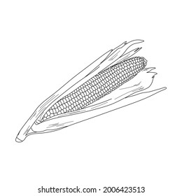 Corn icon illustration isolated on white background. corn sketch