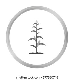 Corn icon monochrome. Single plant icon from the big farm, garden, agriculture monochrome.