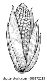 Corn illustration, drawing, engraving, ink, line art, vector