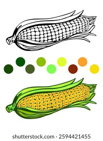 Corn illustration featuring a black-and-white line drawing and a fully colored version with a detailed color palette. The vibrant yellow kernels and green husk contrast with the monochrome sketch