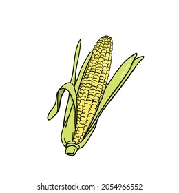 corn illustration hand drawn vector icon