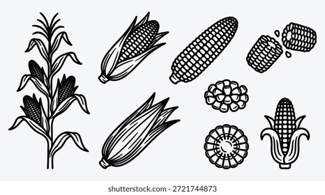 Conjunto de ilustración de maíz con diferentes orejas y plantas