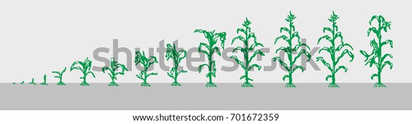 Corn. Images of the growth of corn. Vector Image\
divided by layers