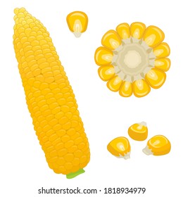 Corn isolated on background. Set of whole cob, round slice and grain of fresh sweet corn. Vector illustration.