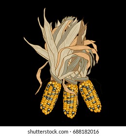 Corn isolated on black. Vegetable vector illustration.