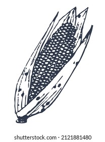 Corn isolated on white background. Hand drawing. Flat vector illustration. Eps 10
