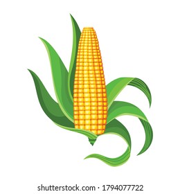 Corn. Isolated ripe corn ear. Yellow corn cob with