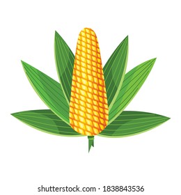 Corn. Isolated ripe corn ear. Yellow corn cob with green leaves. Summer farm design element. Sweet bunch of corn