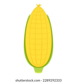 Corn isolated vector .halves and grains in different angles on a white. Corn vector.