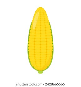 Corn isolated vector .halves and grains in different angles on a white. Corn vector.