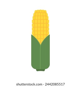 Corn isolated vector .halves and grains in different angles on a white. Corn vector.