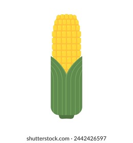 Corn isolated vector .halves and grains in different angles on a white. Corn vector.