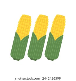 Corn isolated vector .halves and grains in different angles on a white. Corn vector.