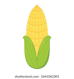 Corn isolated vector .halves and grains in different angles on a white. Corn vector.